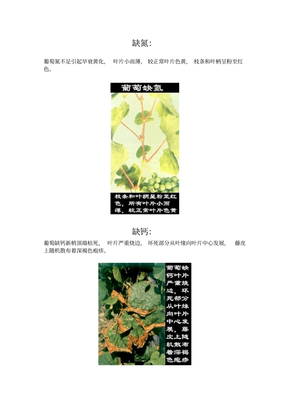 葡萄常见缺素症状_第1页