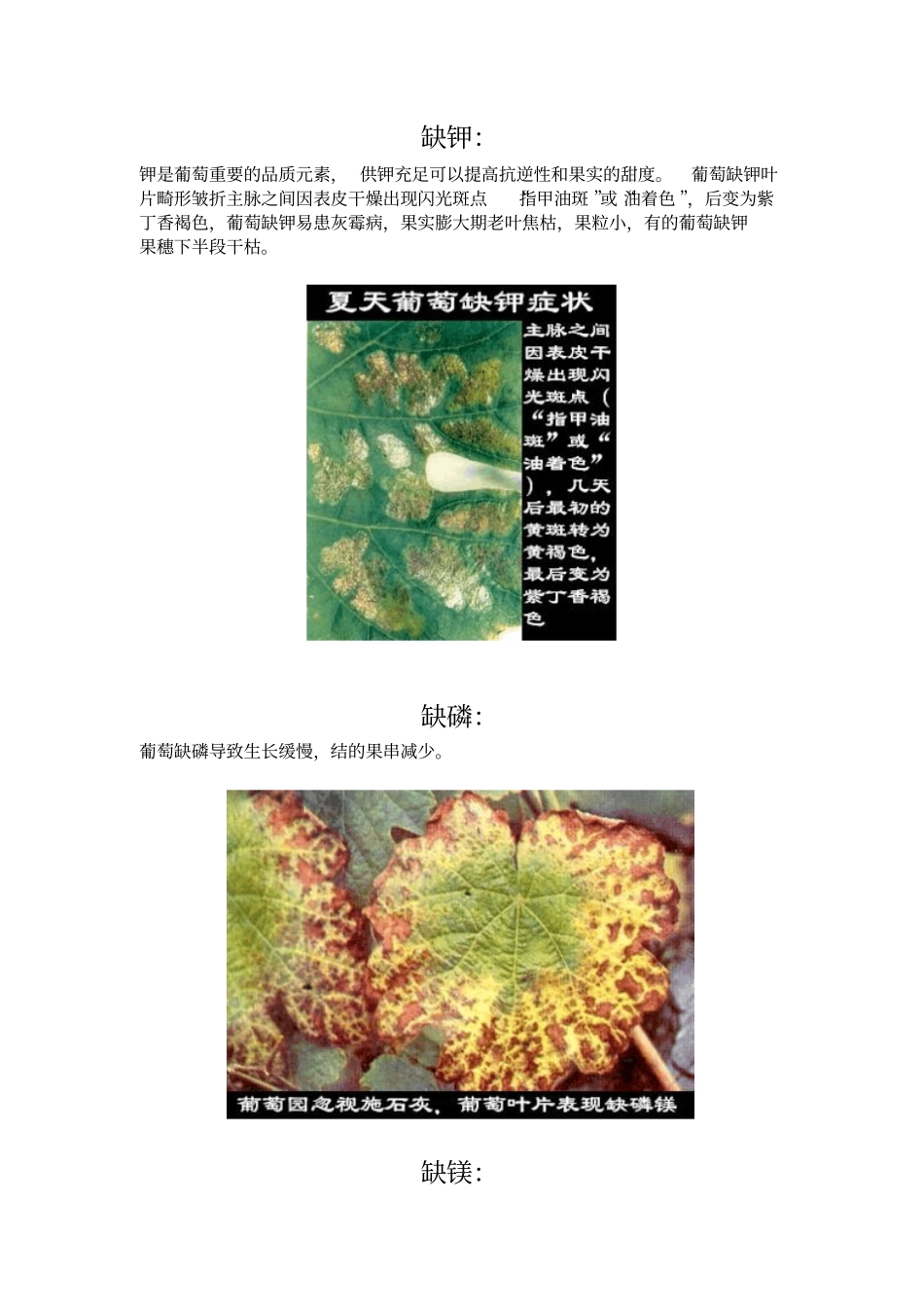葡萄常见缺素症状_第2页