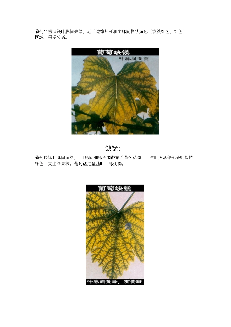 葡萄常见缺素症状_第3页