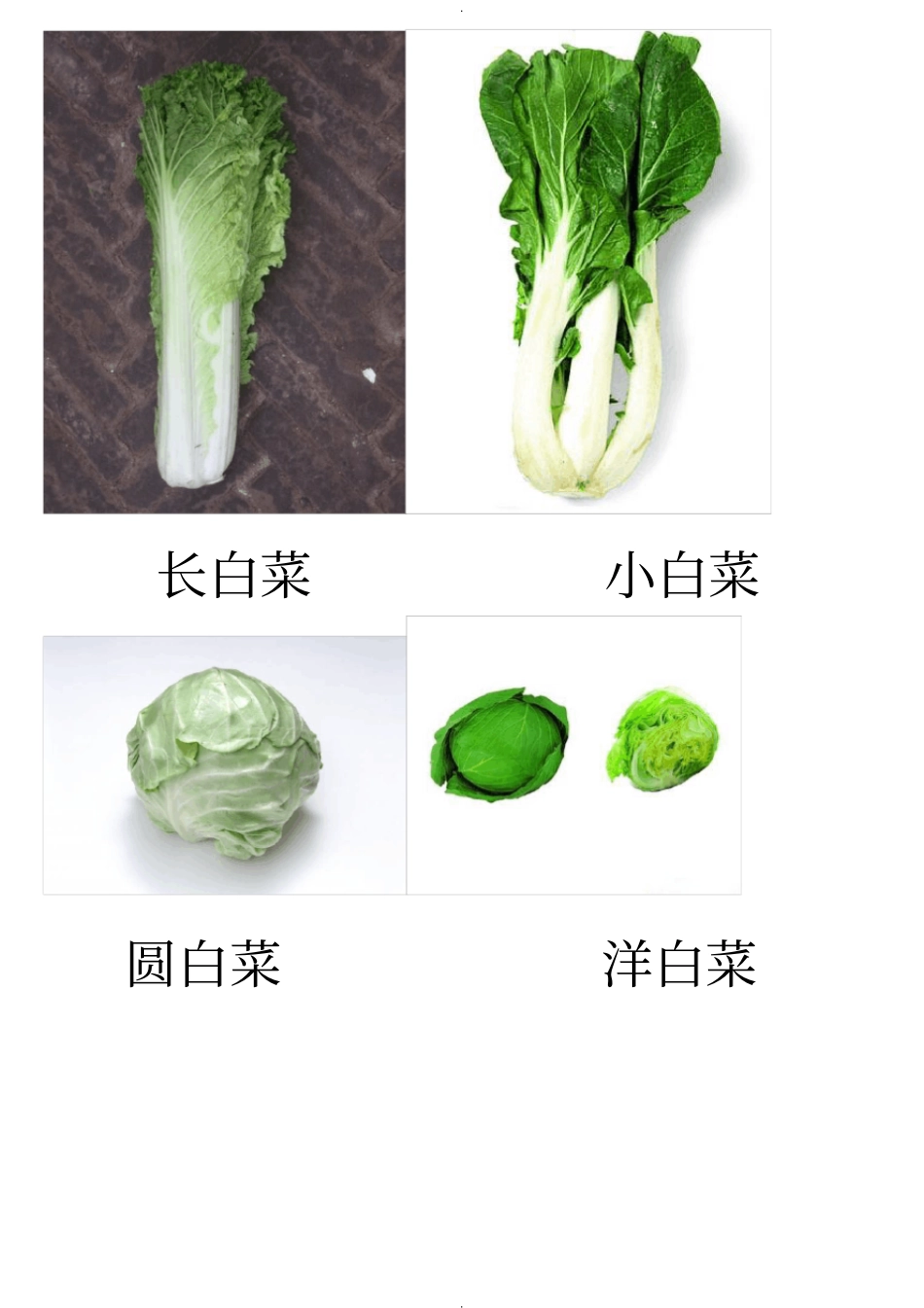 蔬菜图片大全_第1页