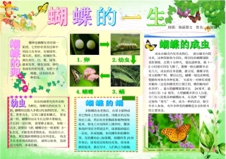 蝴蝶的一生1357A4电子小报模板科学在我身边手抄报蝴蝶的生长过程观察日记科普知识简报自然模板昆虫知