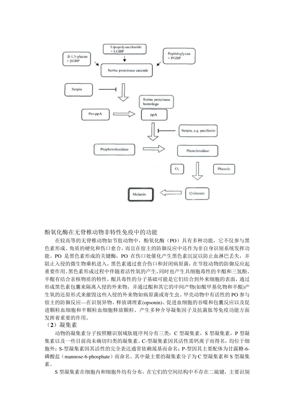 无脊椎动物免疫功能性物质概述_第3页
