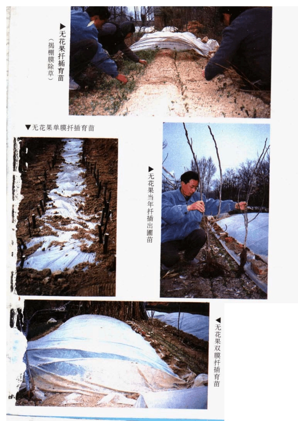 无花果栽培技术_第2页