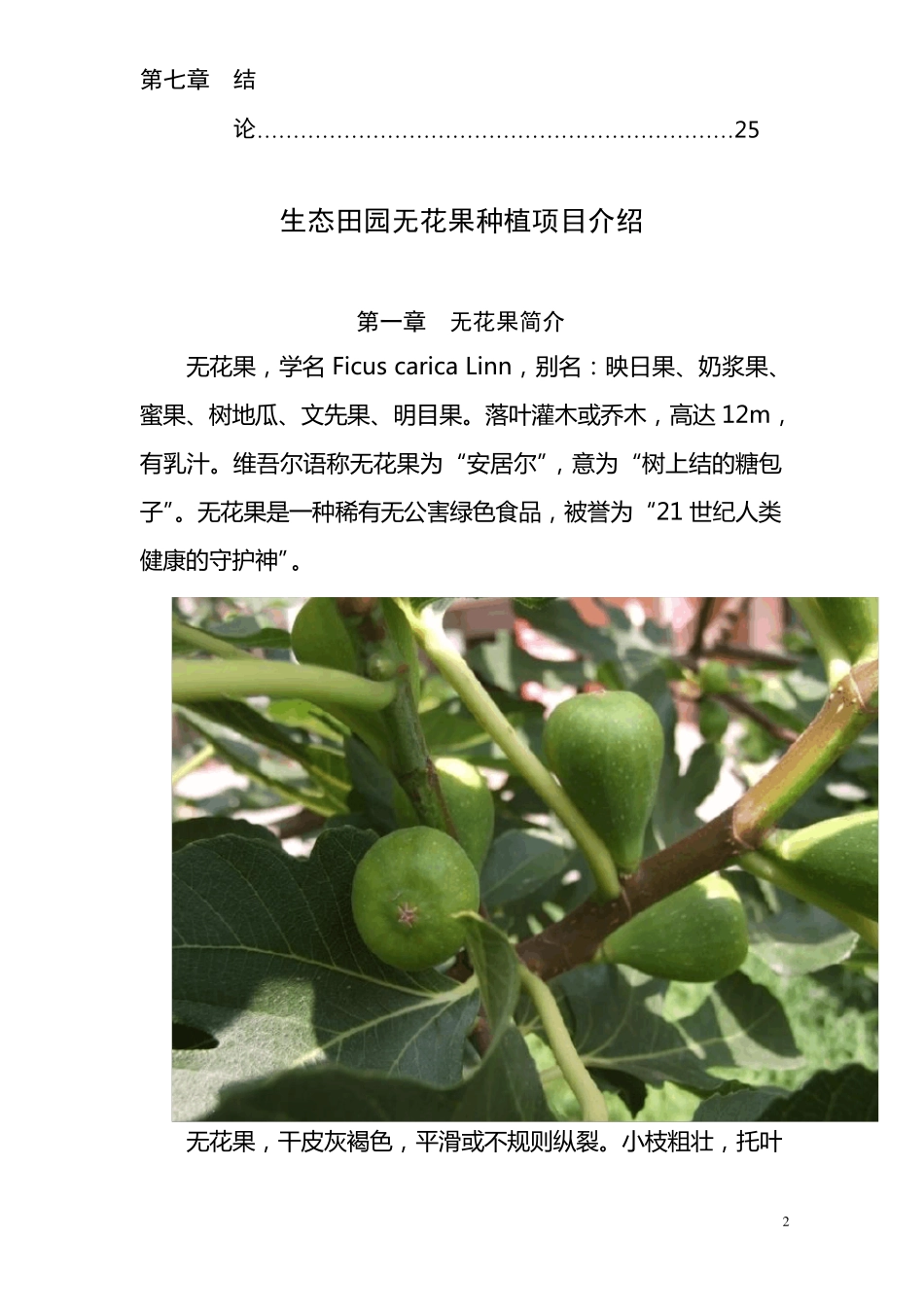 无花果种植可行性报告_第2页