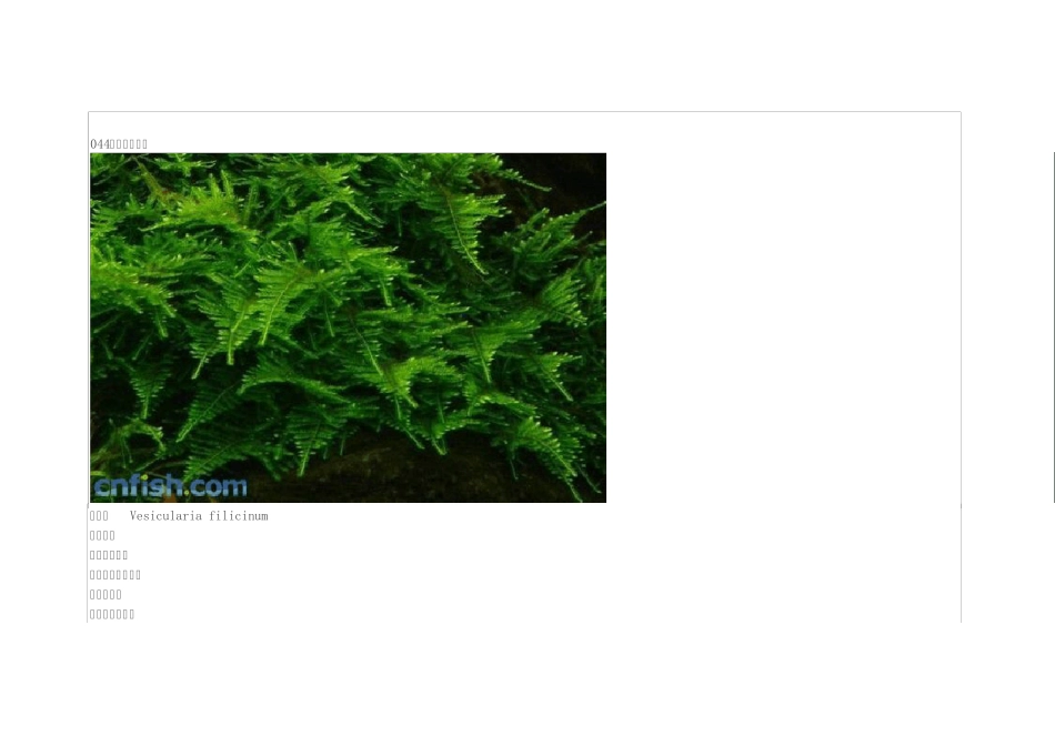 无需CO2水草_第1页