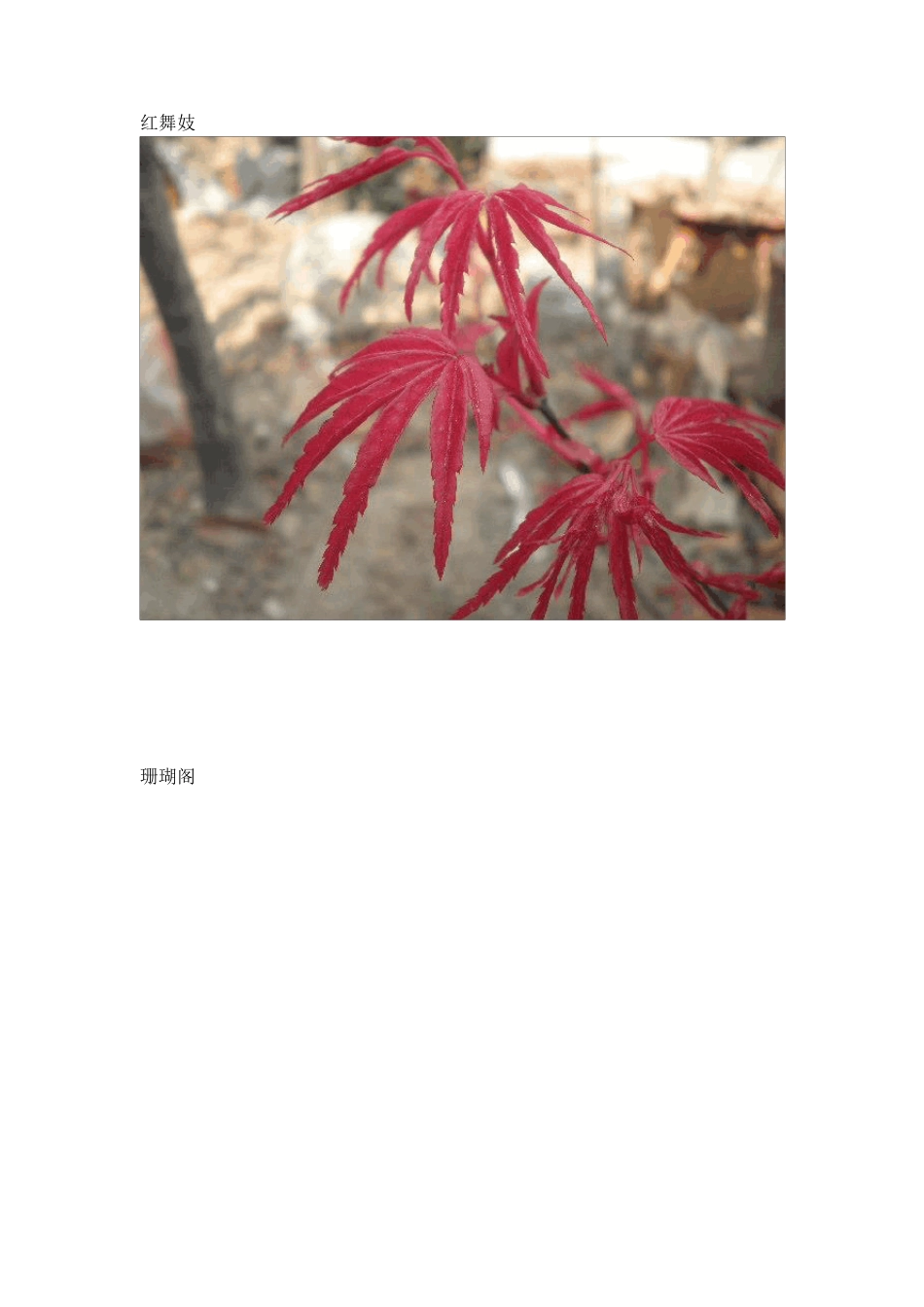 日本红枫常见品种(附图)_第2页
