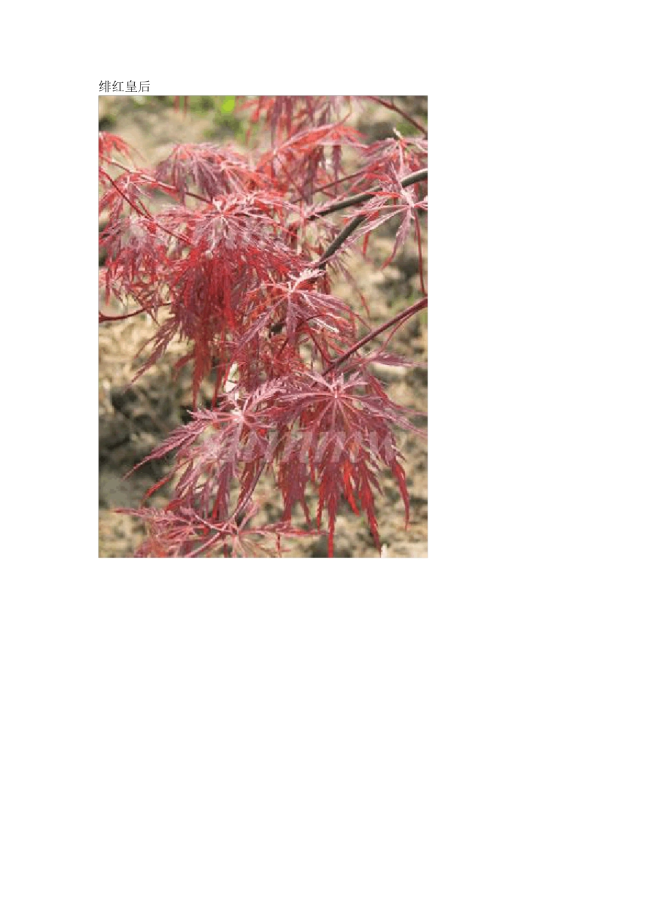 日本红枫常见品种(附图)_第3页