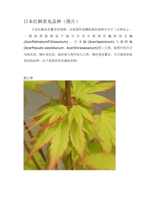 日本红枫常见品种(附图)