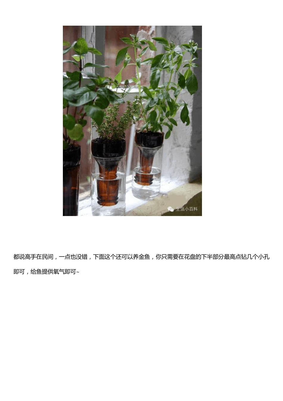 早知道塑料瓶养花种菜这么爽,还买什么花盆呢!_第3页