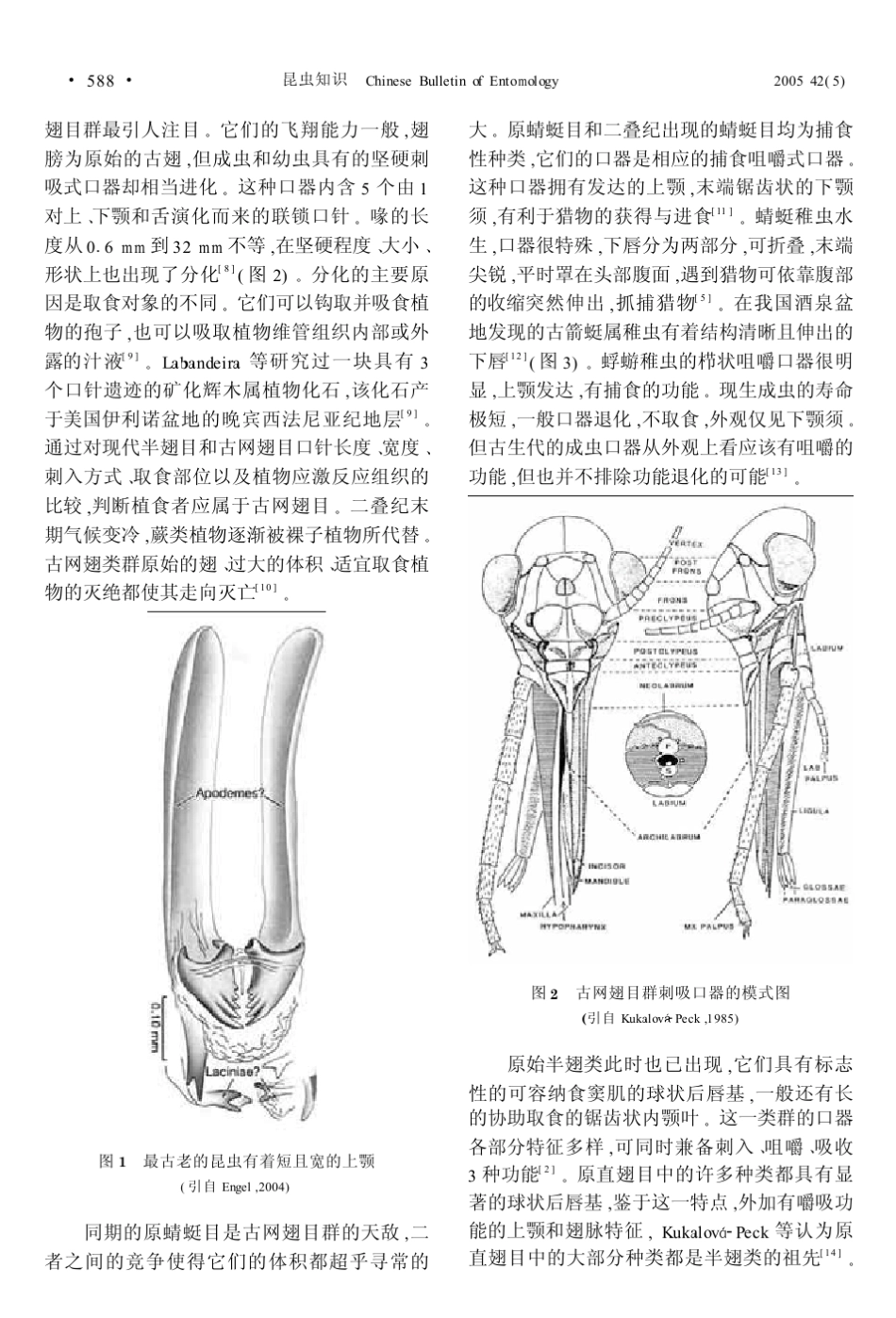 昆虫口器及进化简史_第2页