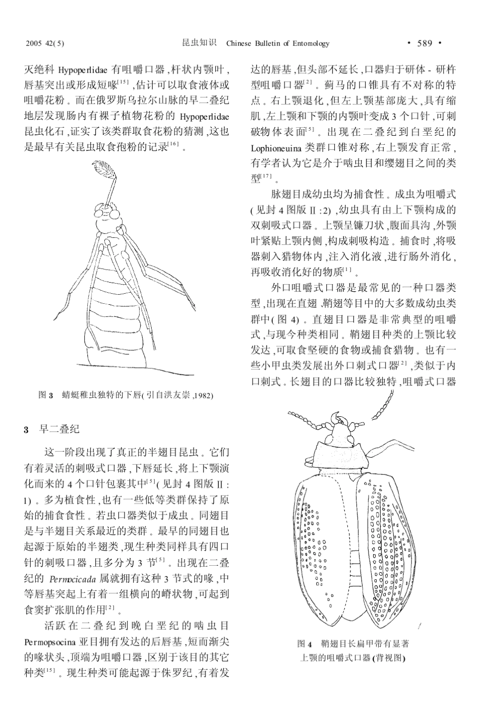 昆虫口器及进化简史_第3页