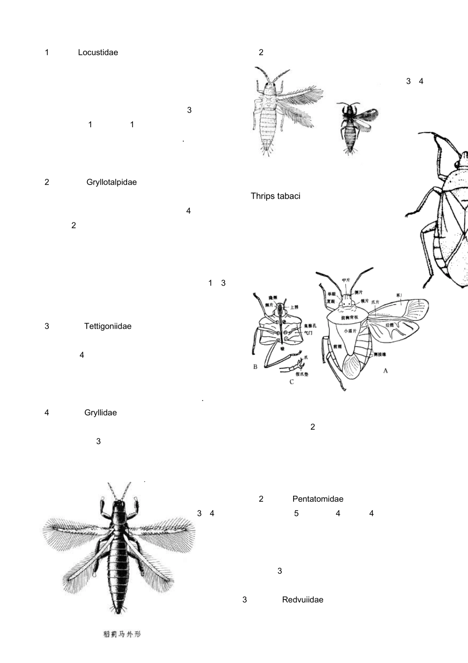 昆虫各科特征_第1页