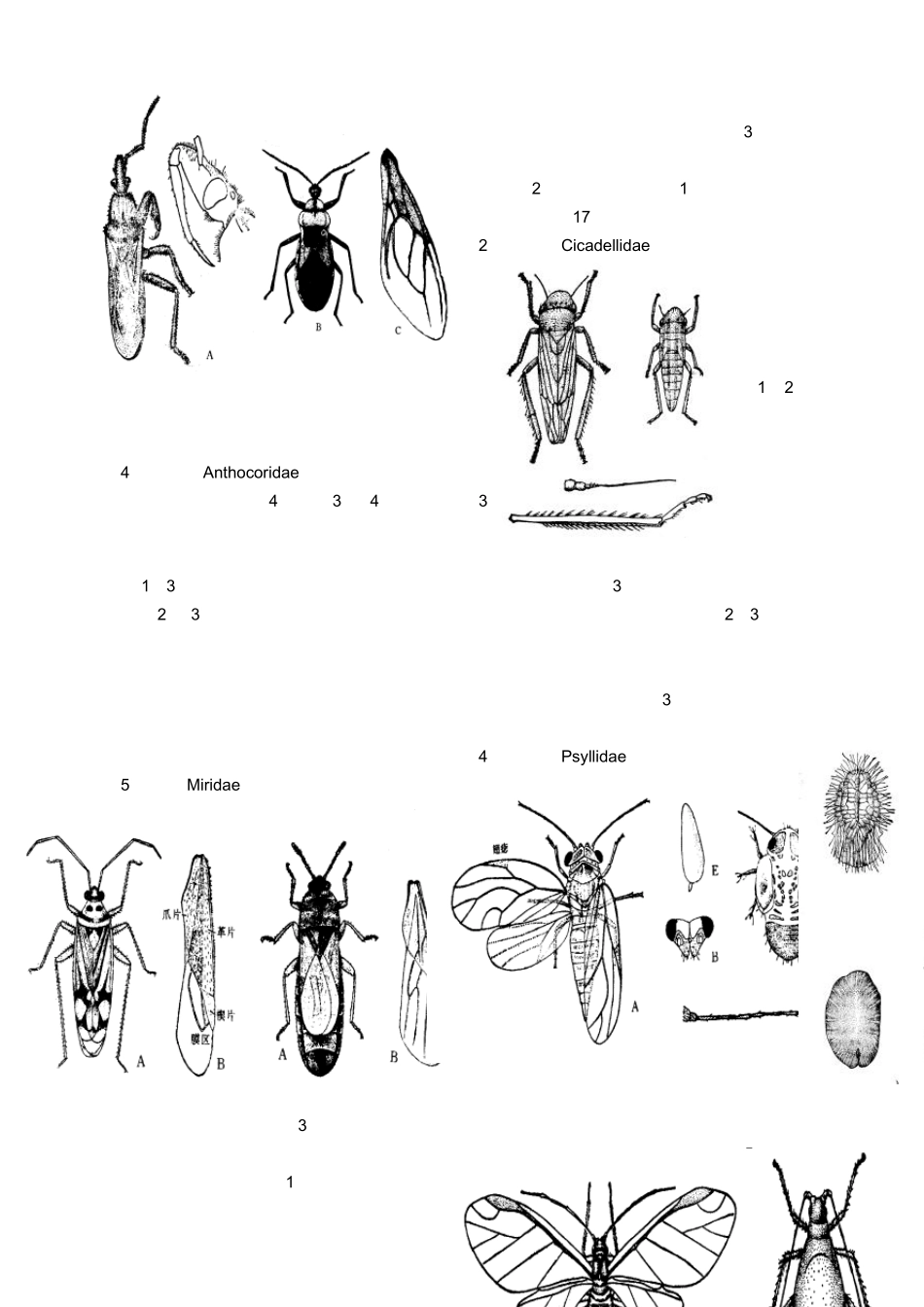 昆虫各科特征_第2页
