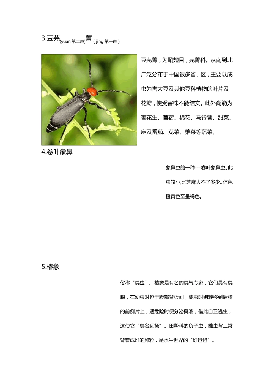 昆虫名字+图片_第2页
