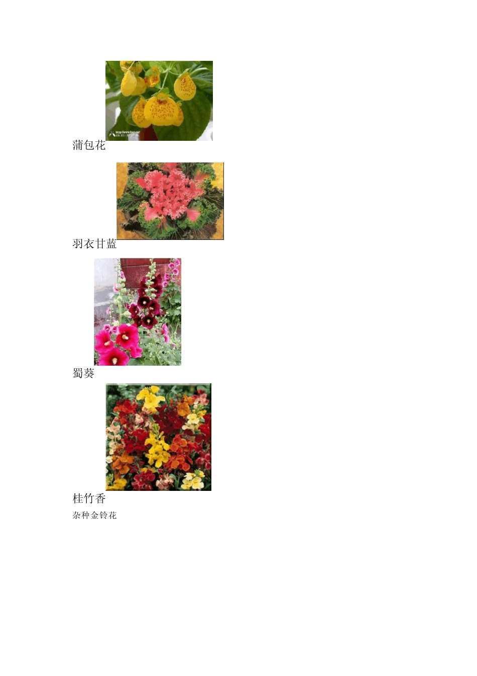 春季开花的植物_第3页