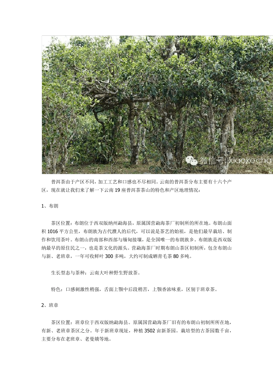 普洱茶18个山头特色与口感介绍_第2页
