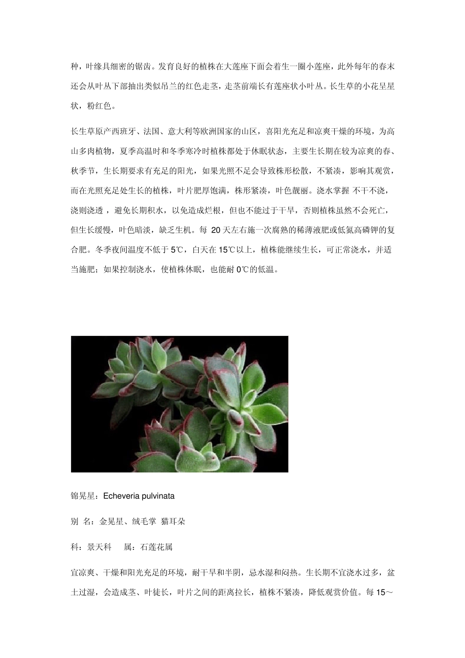 景天科植物介绍_第3页
