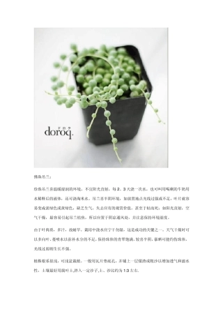 景天科植物介绍