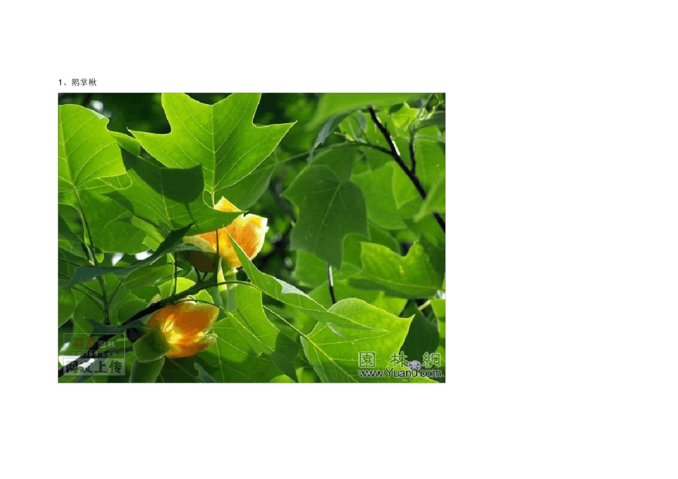 景观园林绿化苗木图集(知识普及)大全_第1页