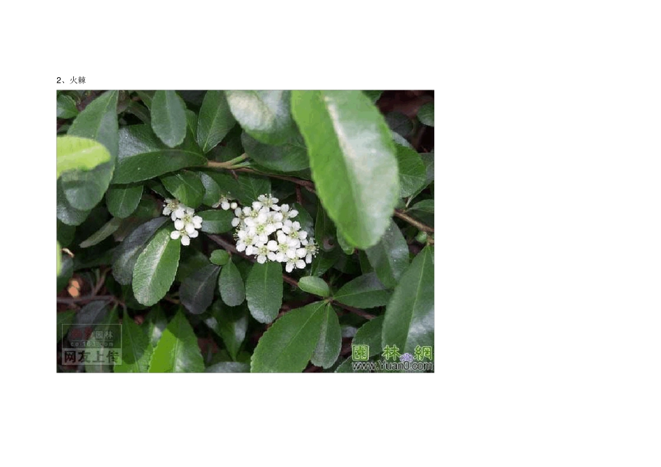 景观园林绿化苗木图集(知识普及)大全_第2页