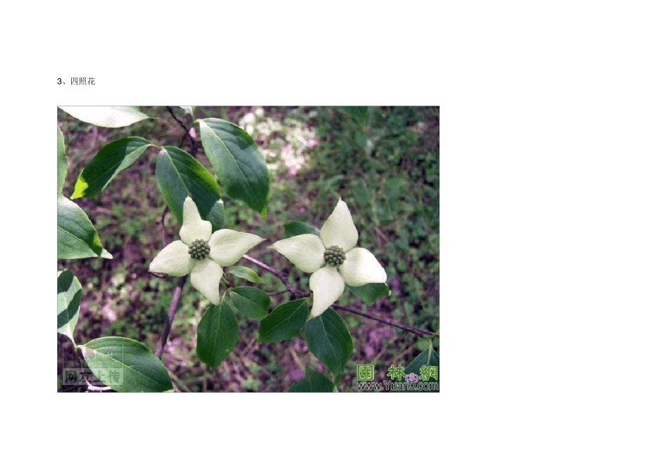 景观园林绿化苗木图集(知识普及)大全_第3页