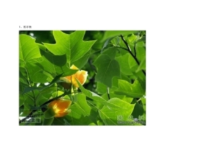 景观园林绿化苗木图集(知识普及)大全