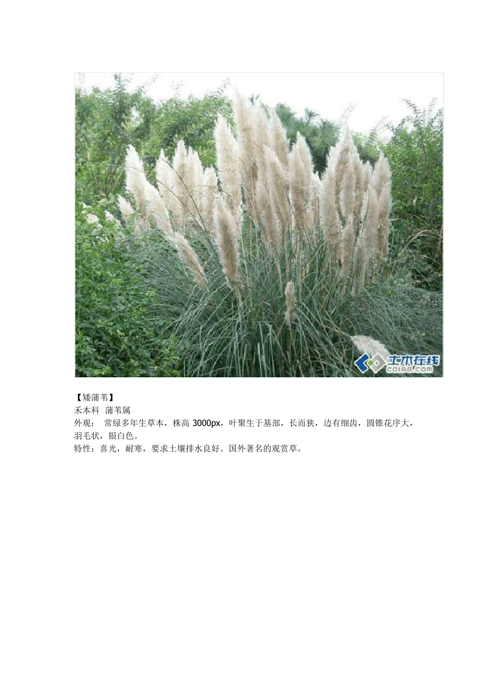 景观野草知识普及资料_第2页