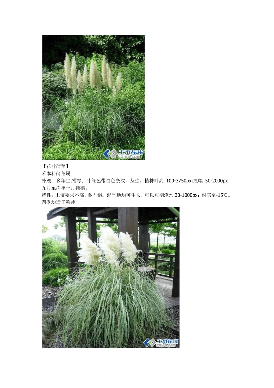 景观野草知识普及资料_第3页