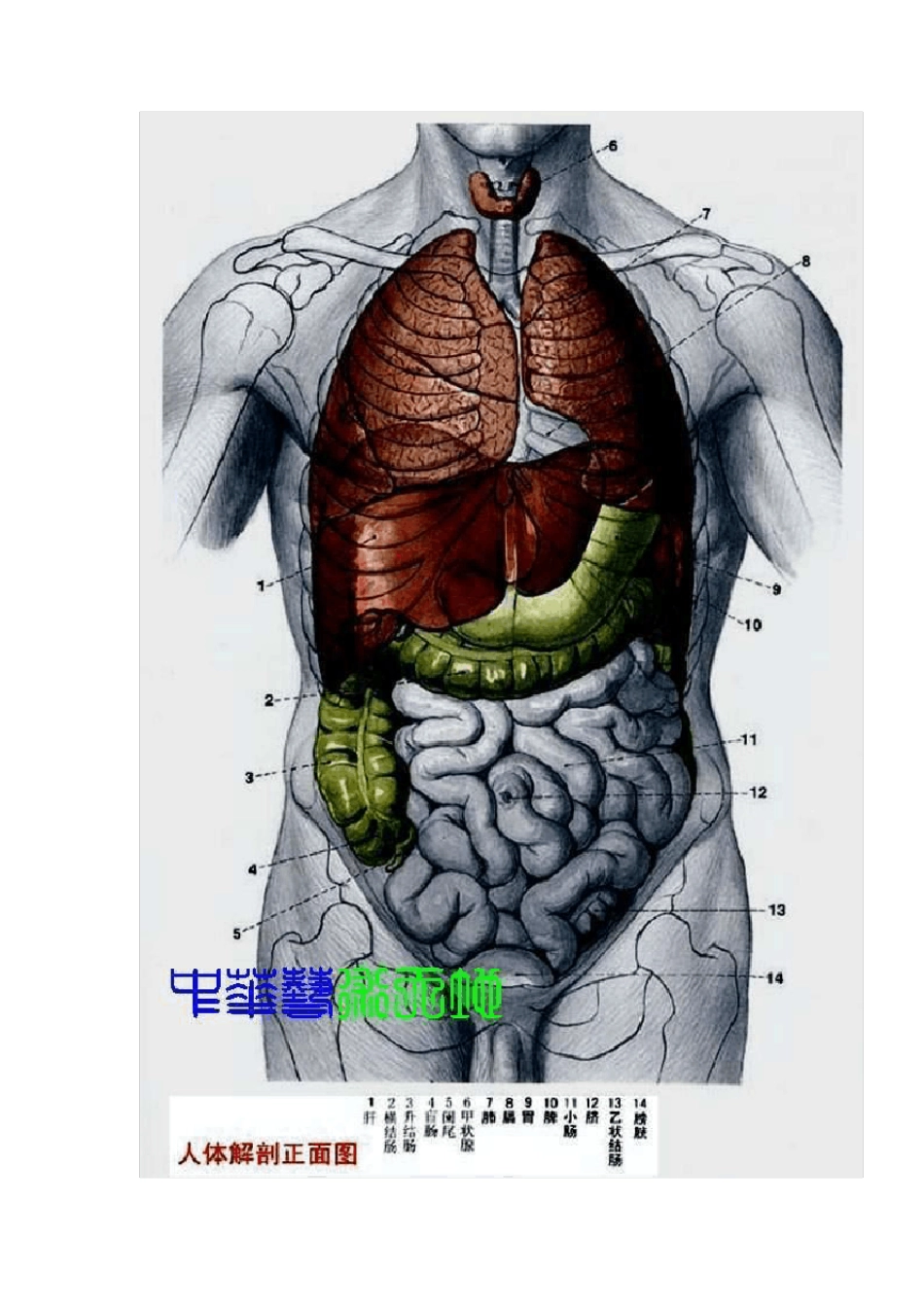 最全人体内脏结构图(医学图谱)_第2页