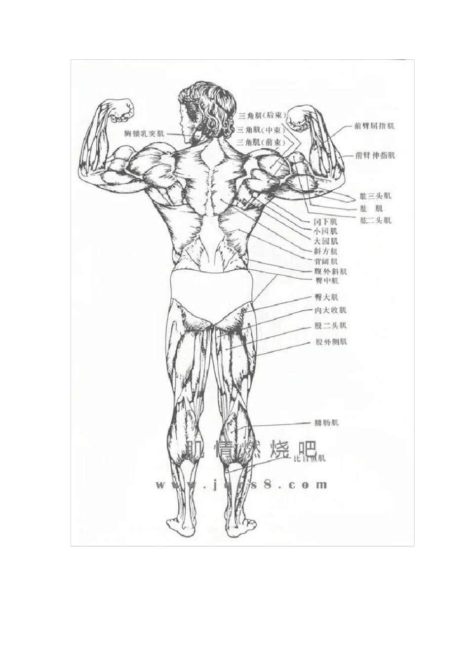 最全的人体肌肉图解_第3页