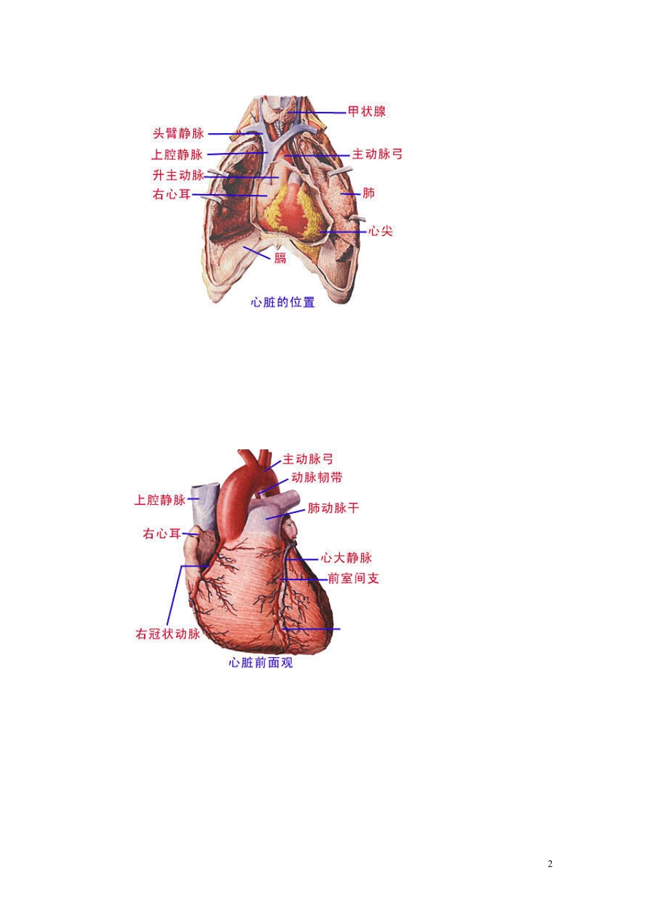 最全的人体解剖图_第2页