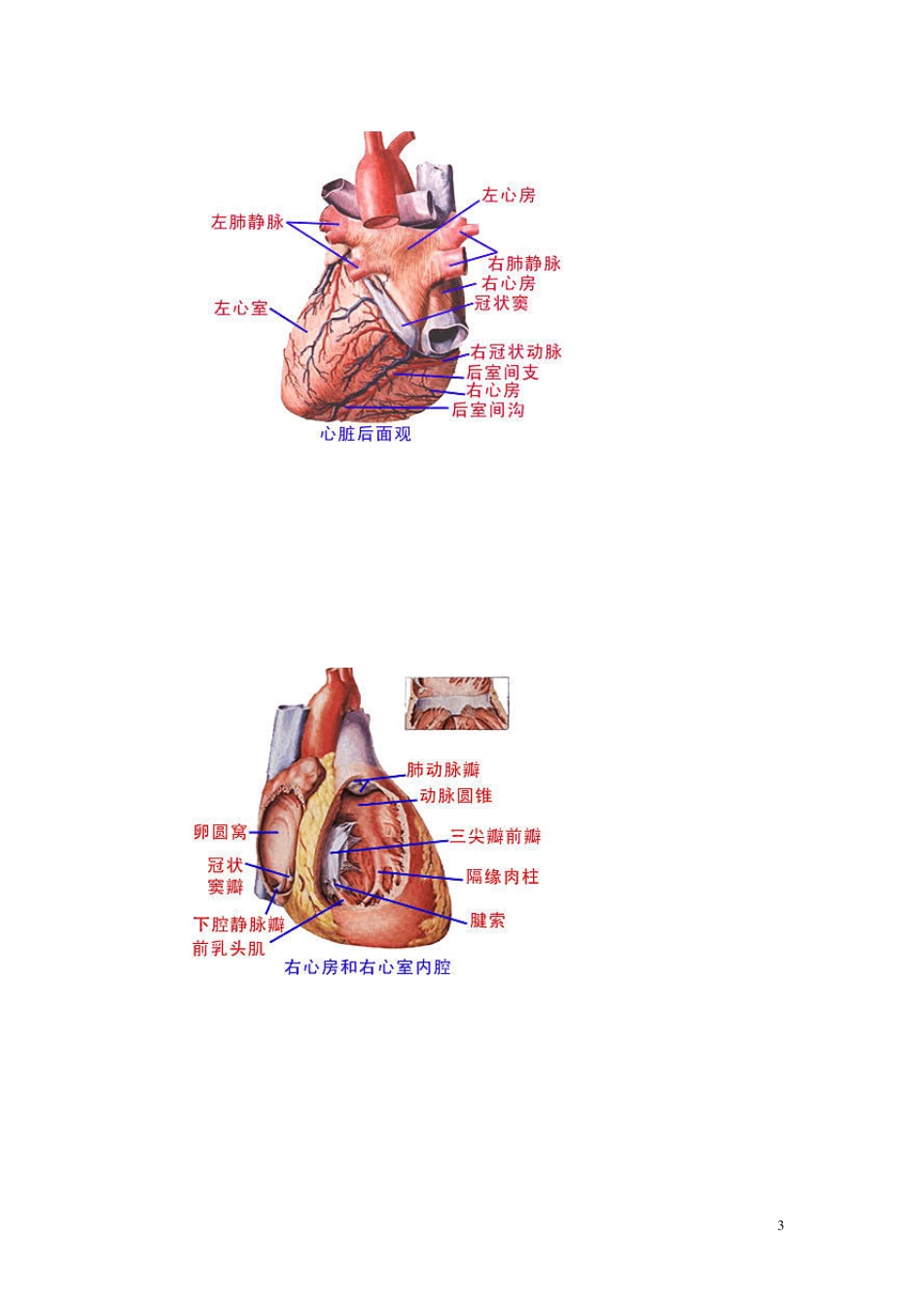 最全的人体解剖图_第3页