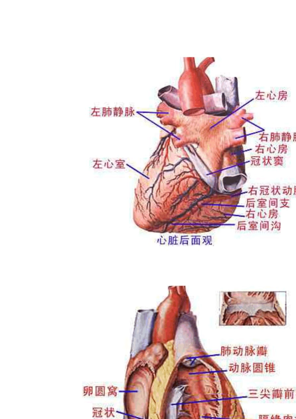 最全的人体解剖图谱_第3页