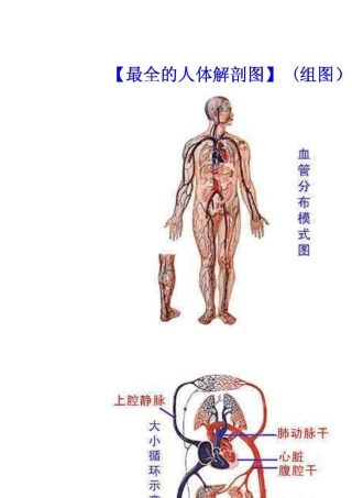 最全的人体解剖图谱