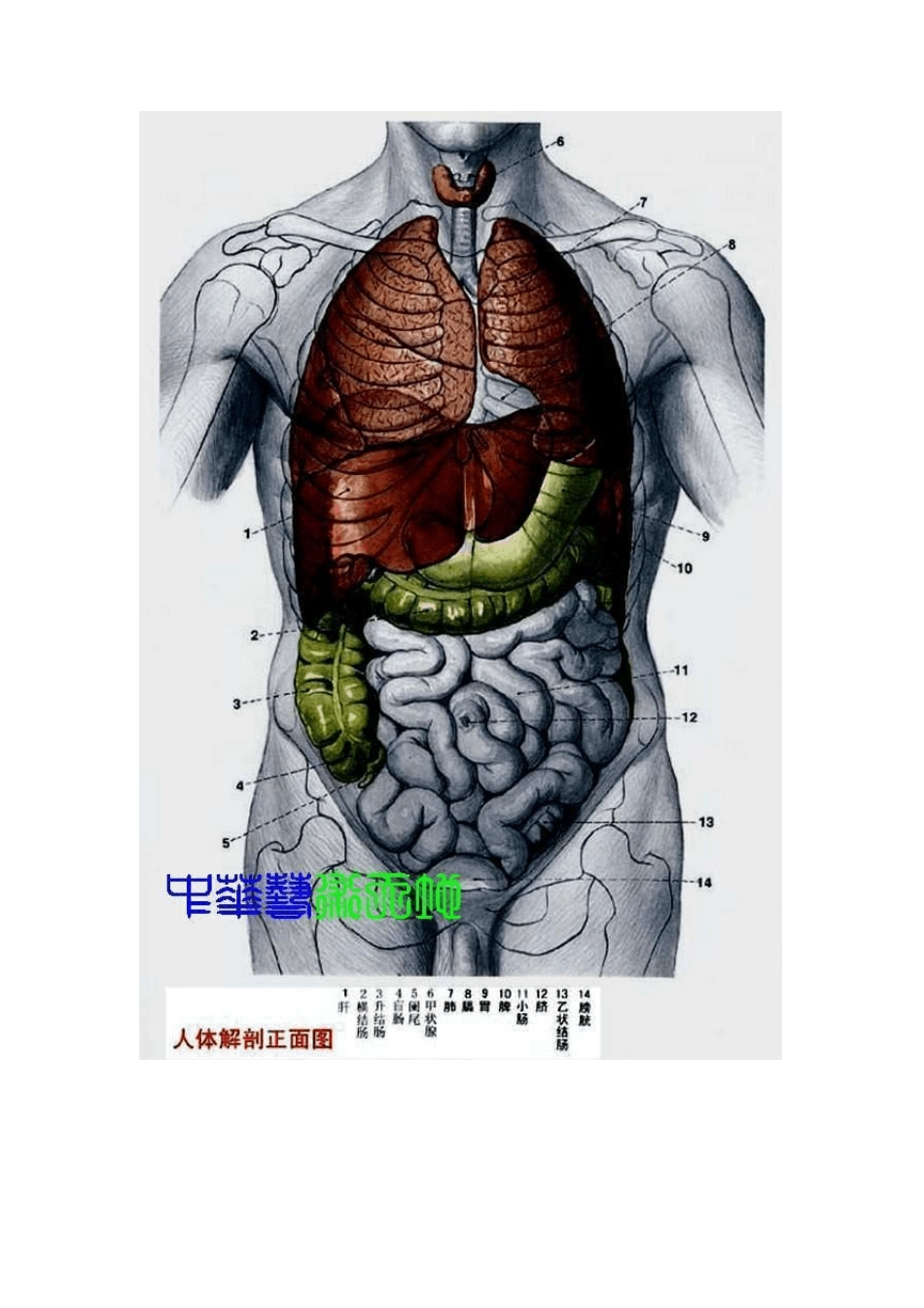 最全的好的人体的清晰内脏图_第2页