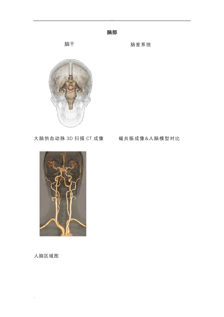 最全神经系统解剖图_第2页