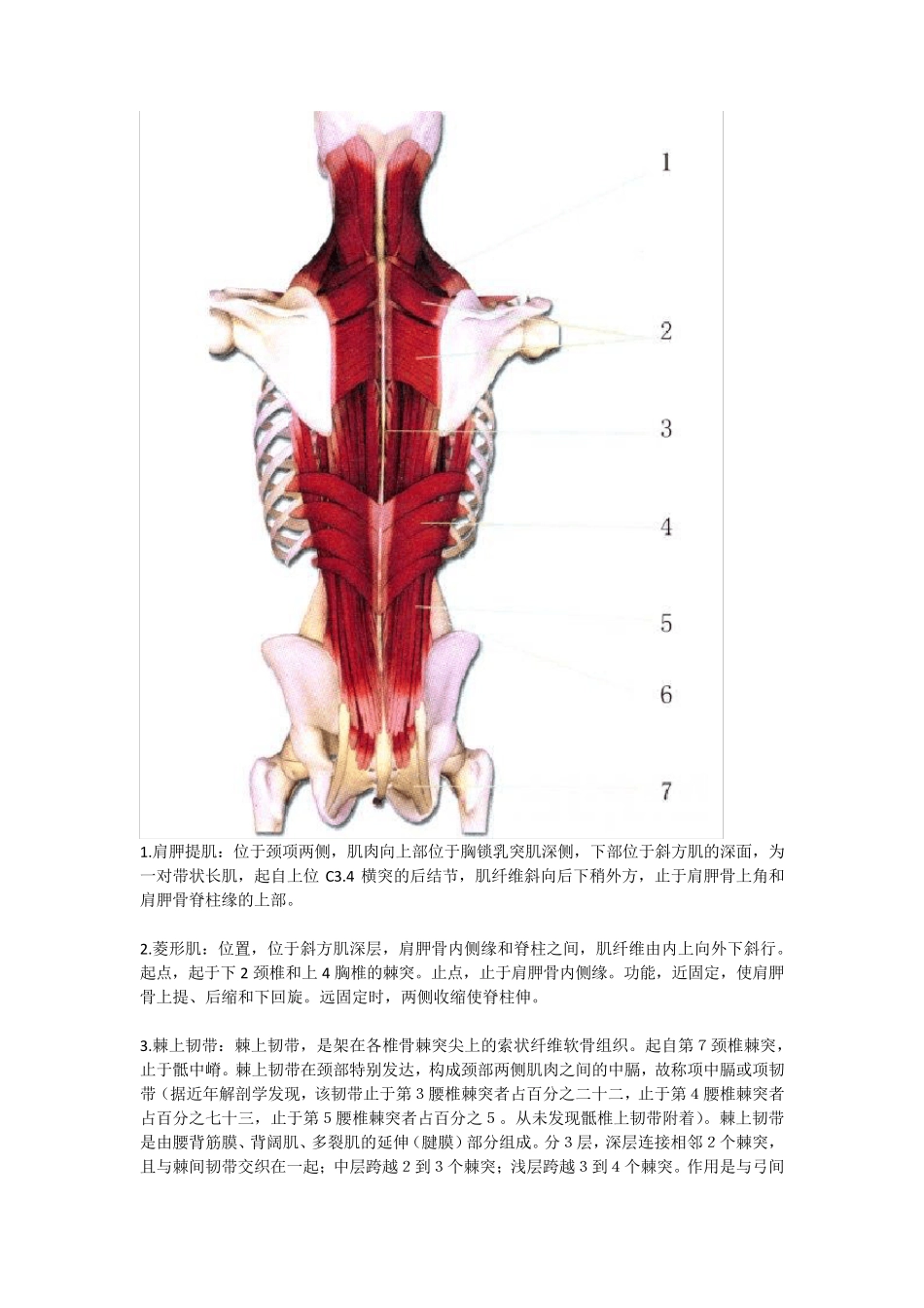 最全肌肉部位详细图解_第3页