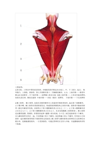 最全肌肉部位详细图解