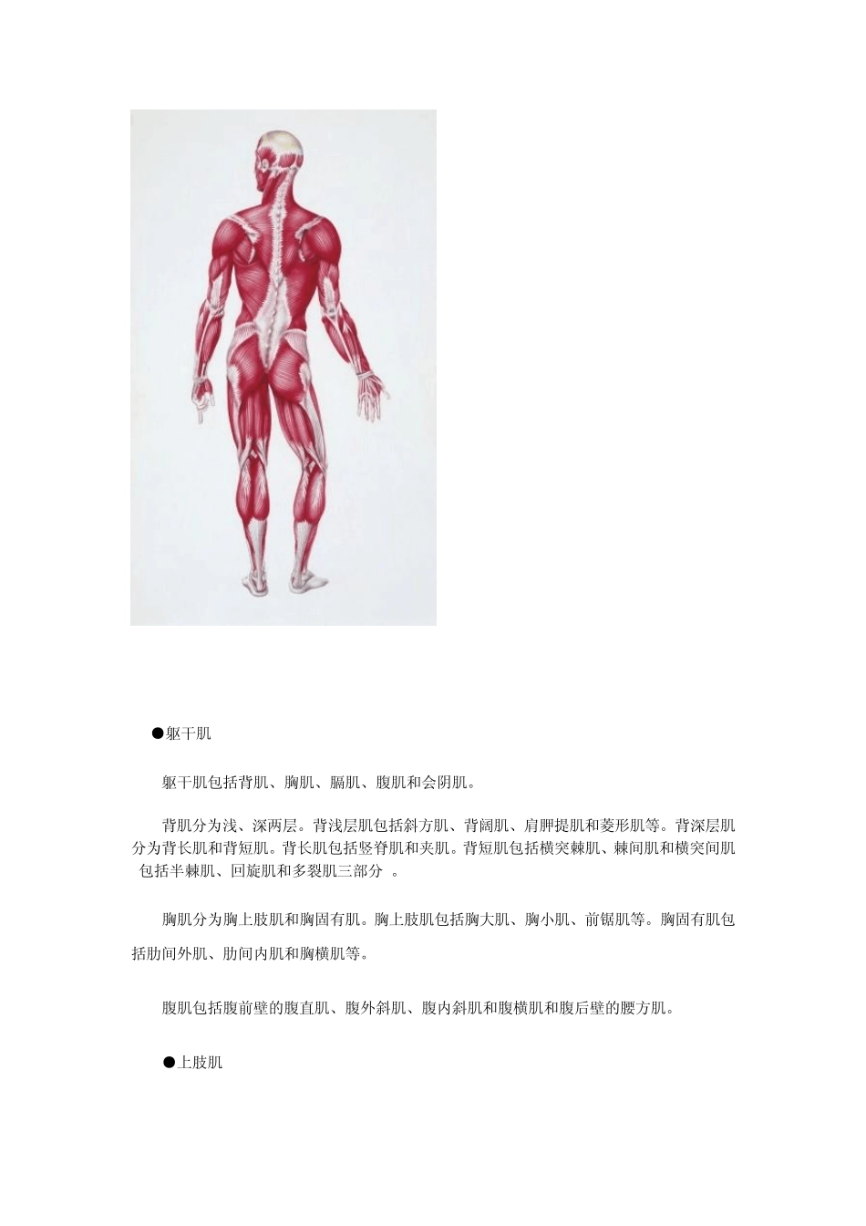 最全运动肌肉解剖_第3页