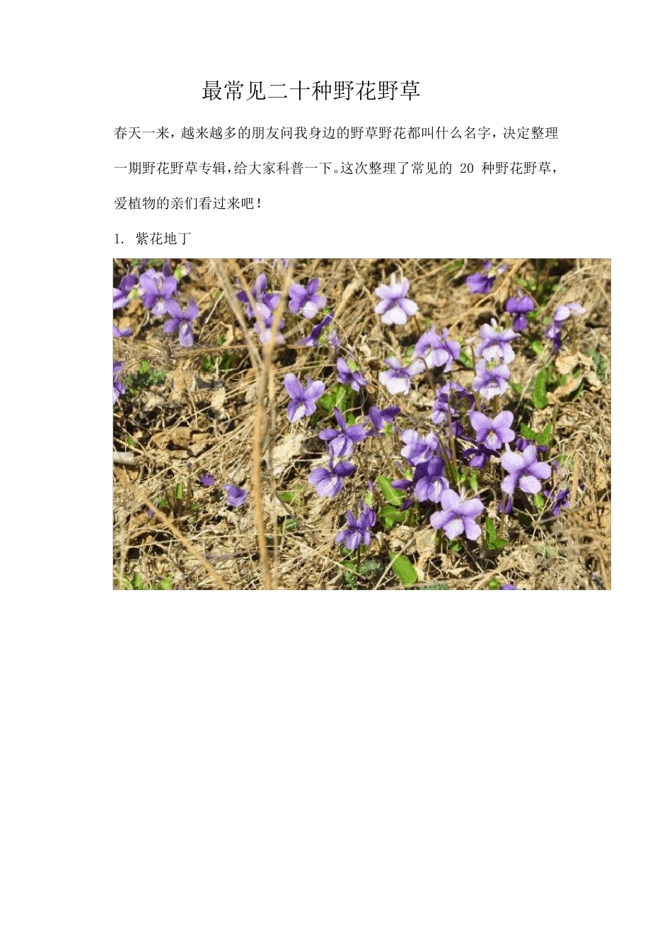 最常见二十种野花野草_第1页
