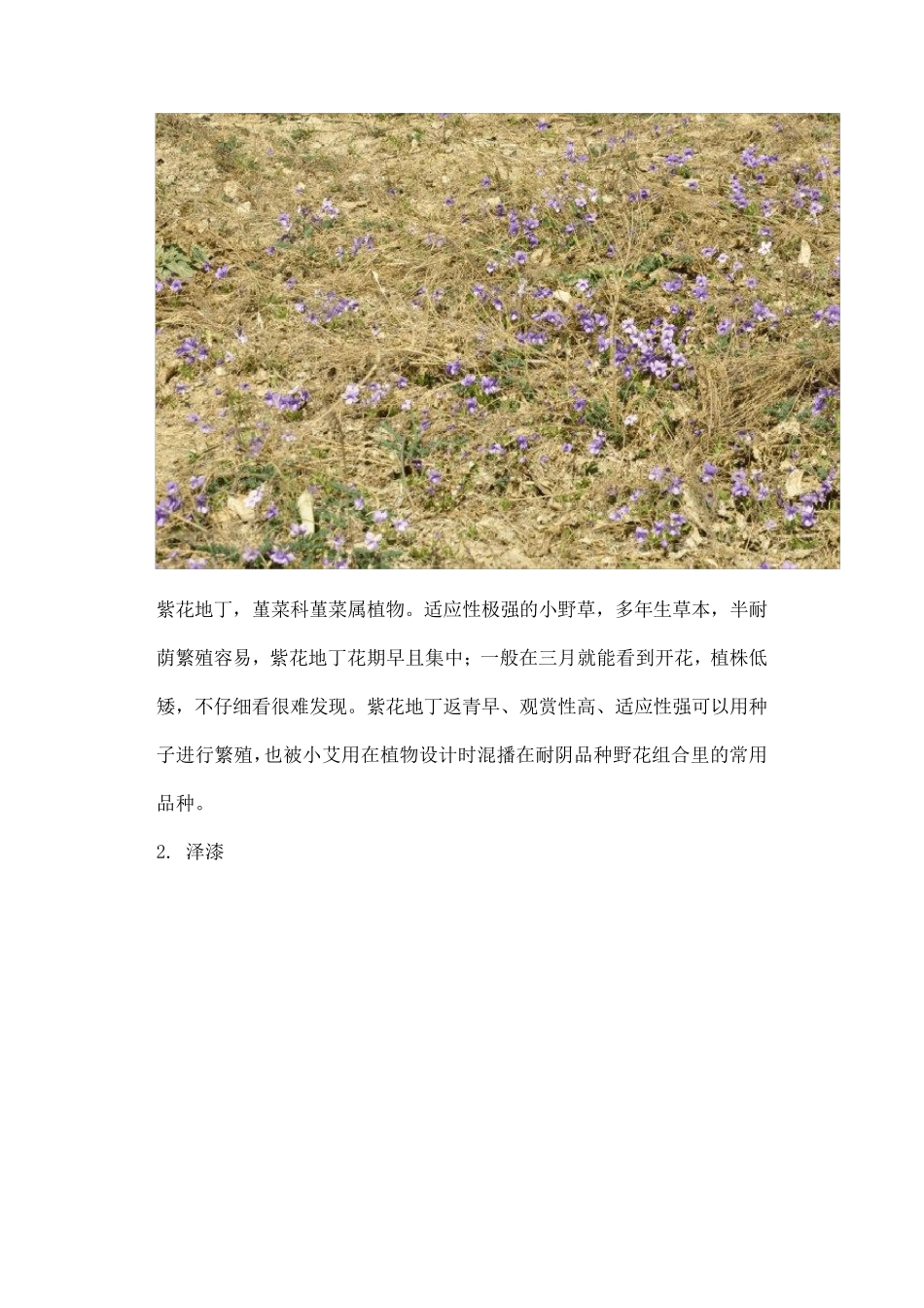 最常见二十种野花野草_第2页