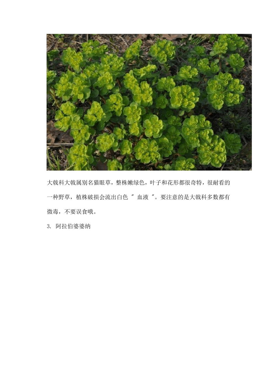 最常见二十种野花野草_第3页