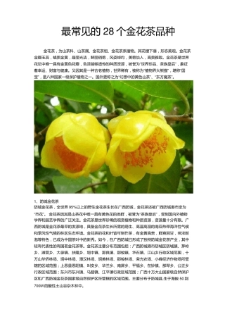 最常见的28个金花茶品种