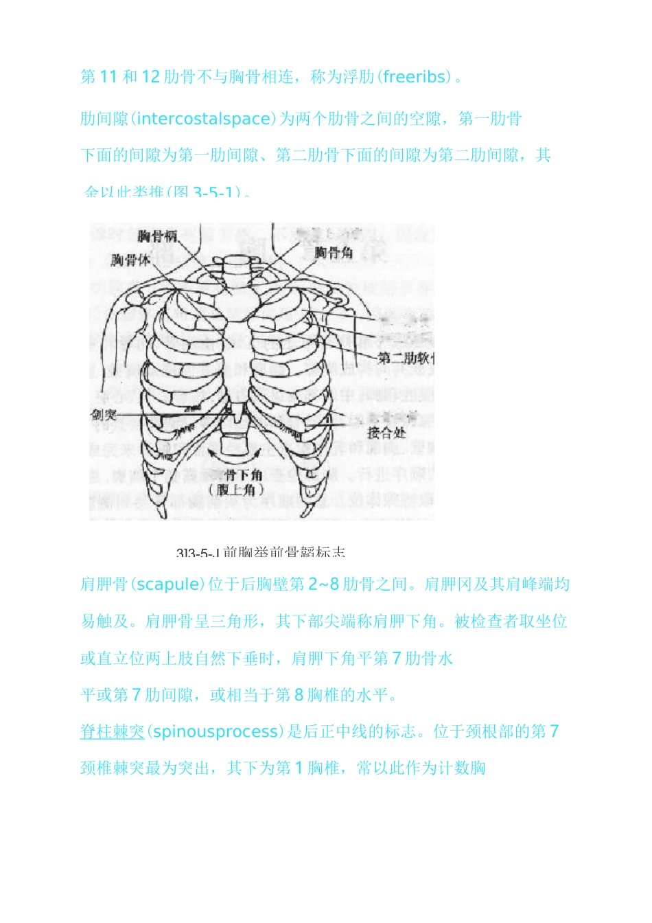 胸部的体表标志_第2页
