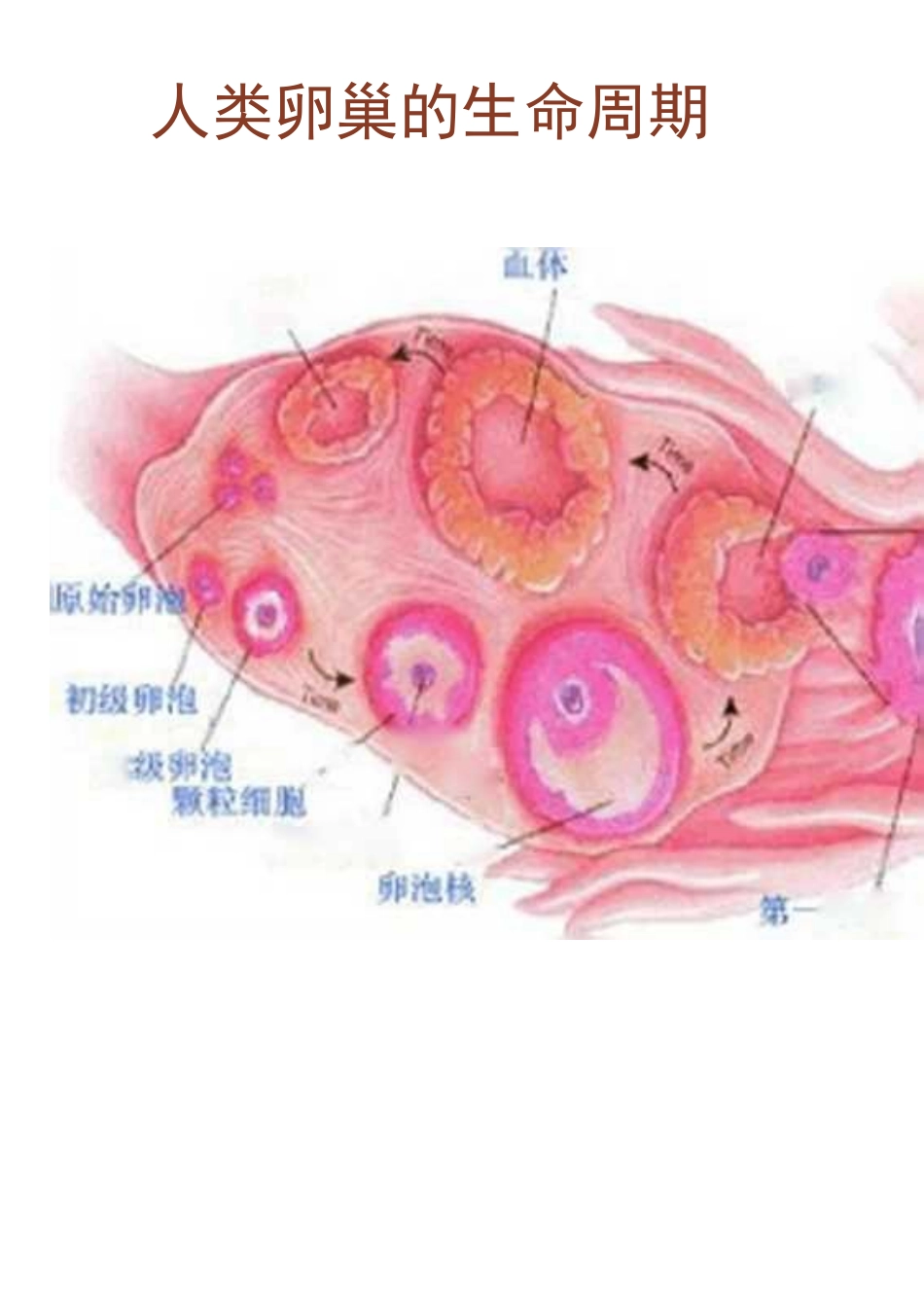 卵巢黄体破裂课件_第3页