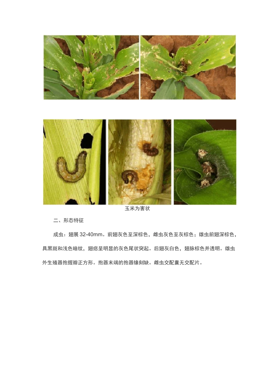 (完整版)草地贪夜蛾形态特征和生物学习性_第2页