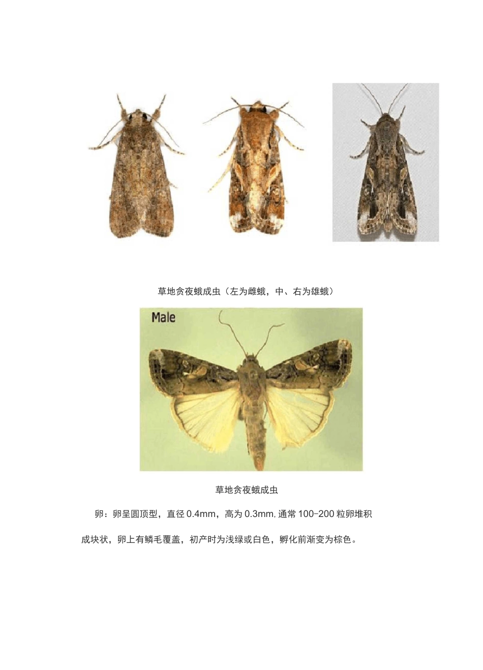 (完整版)草地贪夜蛾形态特征和生物学习性_第3页