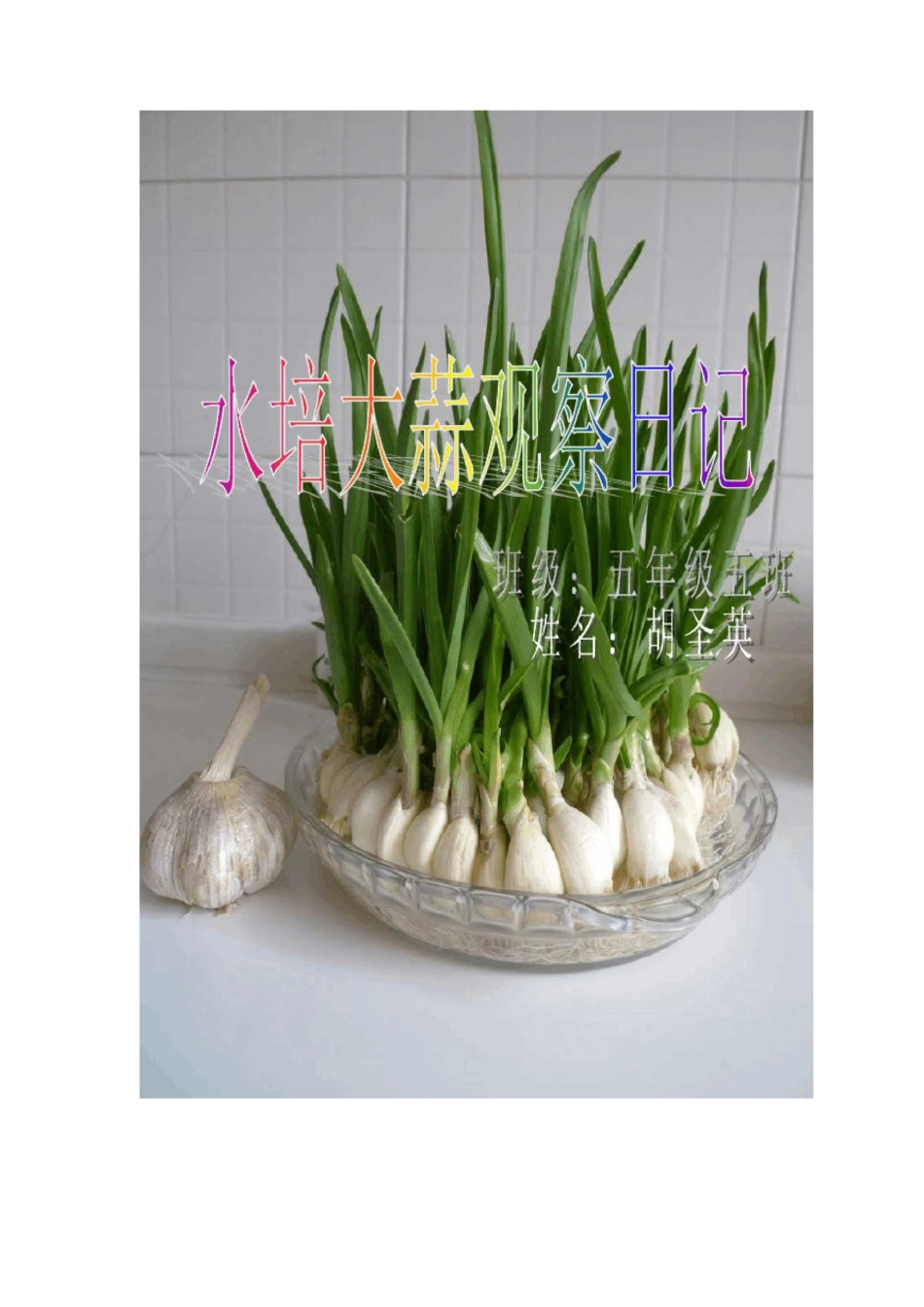 (完整word版)水培大蒜观察日记_第1页