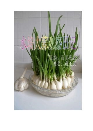 (完整word版)水培大蒜观察日记