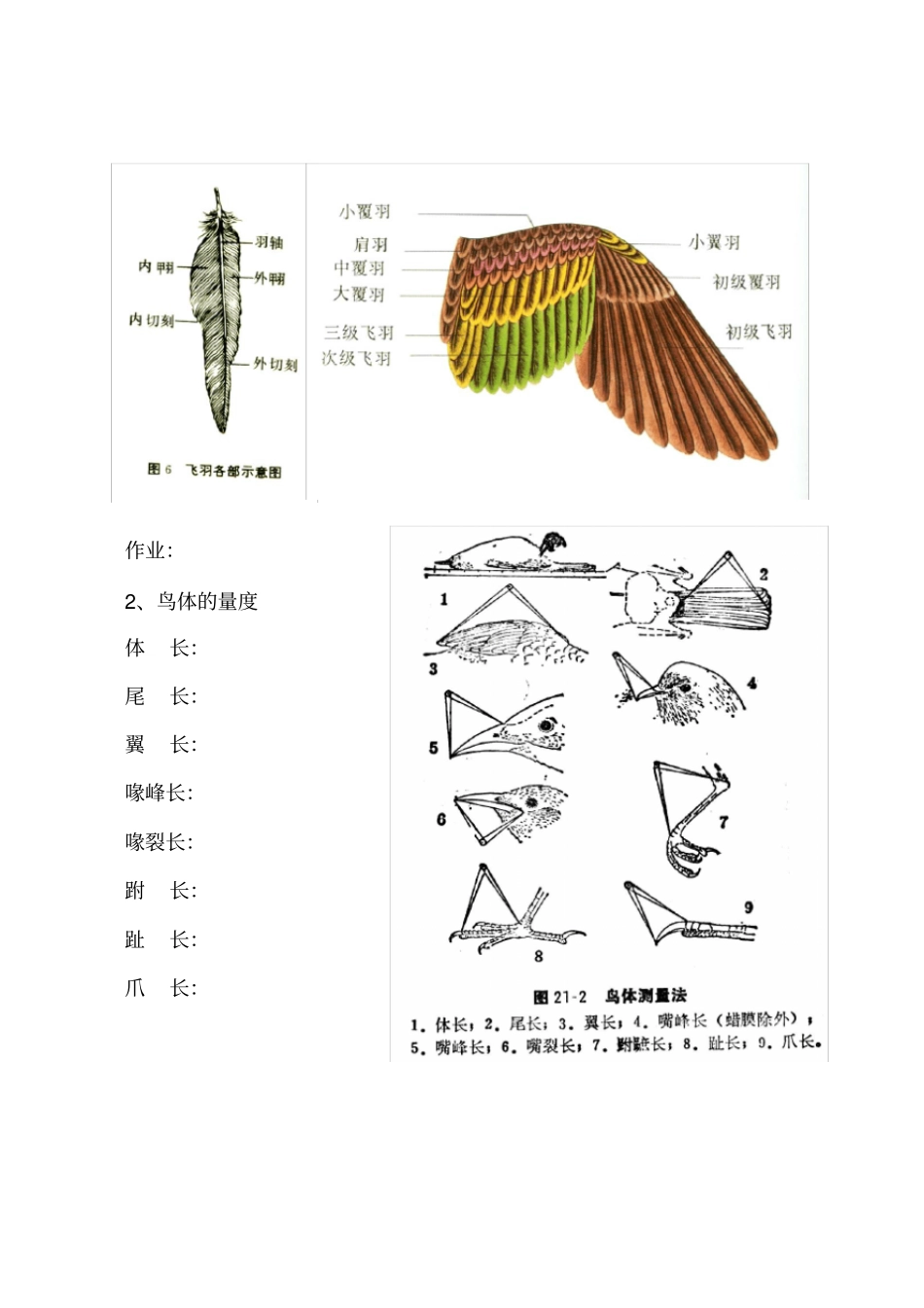 试验一：鸟类的外部形态及鸟体测量-1_第2页